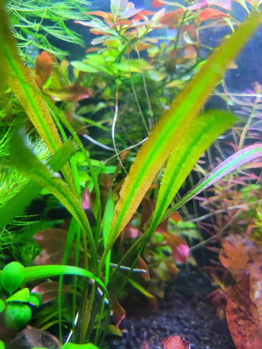 Cryptocoryne spiralis red zwartka czerwona