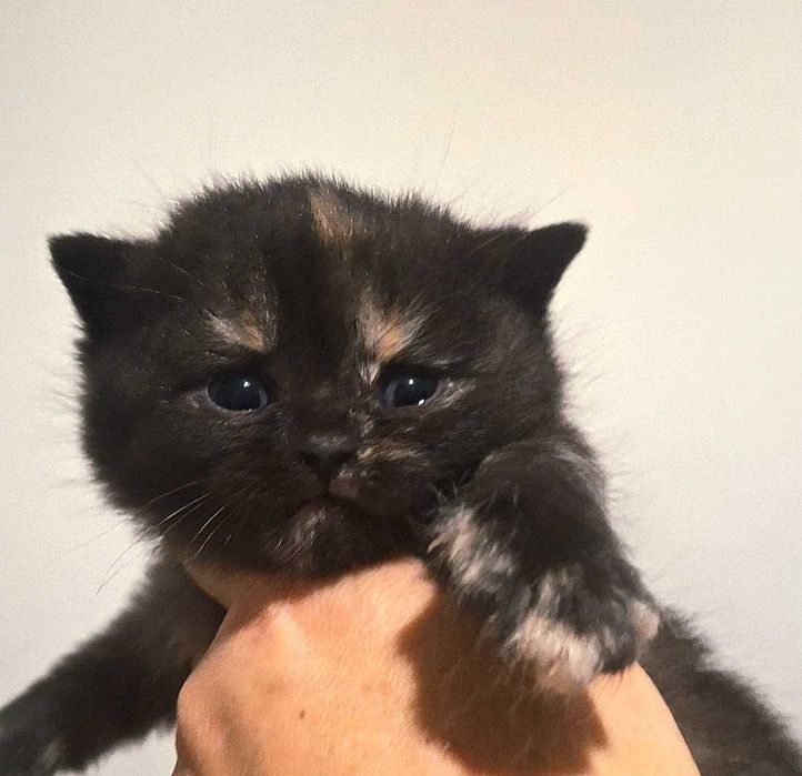 Kot Brytyjski  CZARNY  Rodowód PZF/WCF