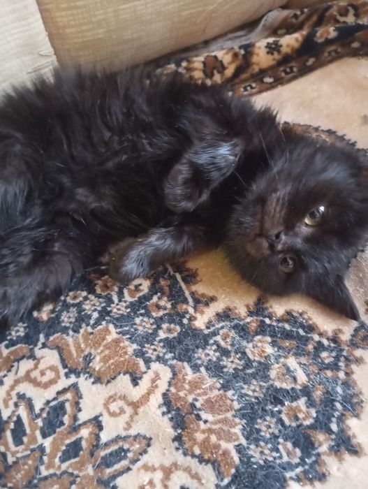 Віддам в добрі руки