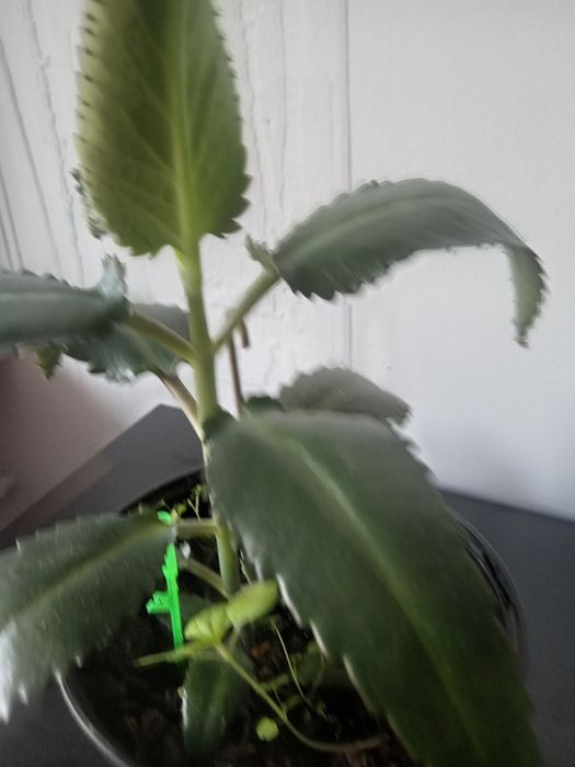 Żyworódka -kwiat leczniczy