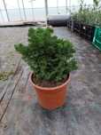 Hinoki ou  Chamaecyparis obtusa