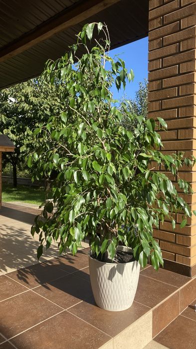 Фікус Бенджаміна