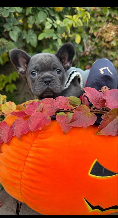 Шикарная мальчишка в голубом окрасе качество