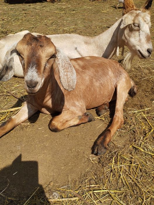 Козочка продаж козенята