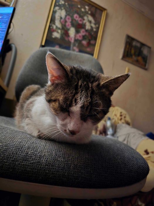 Віддам у добрі руки кішку на ім’я Тесі!