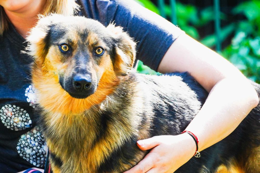 Nevada - cudowna, długowłosa sunia szuka domu