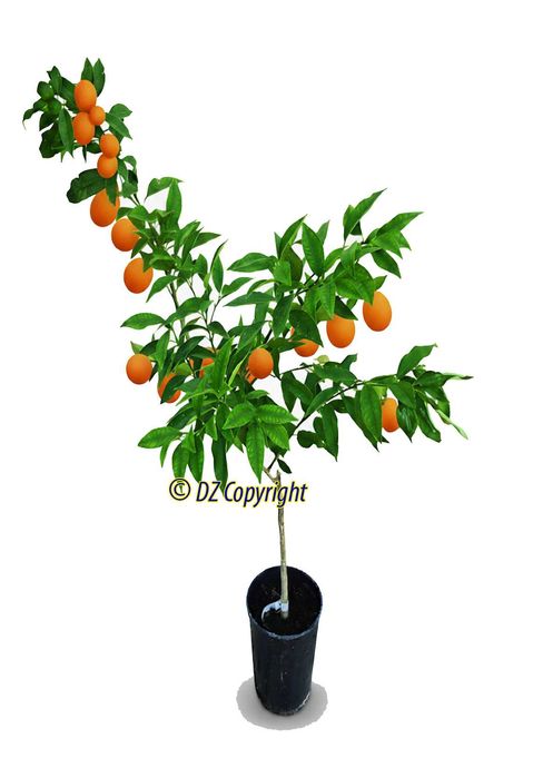 Planta Com Fruta / Kumquat Produtivo com 4 Anos !