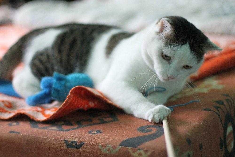Do adopcji śliczna koteczka Alusia!