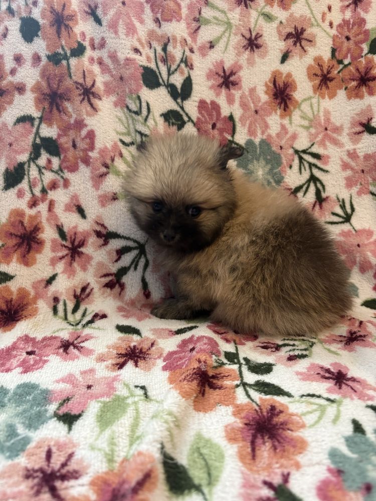 Pomeranian XXS miniaturka piesek do odbioru