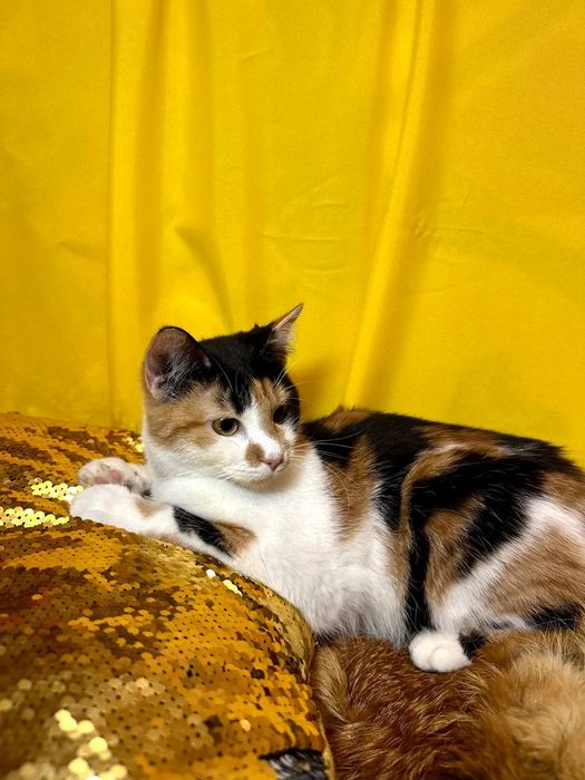 Кошка трехцветная на счастье