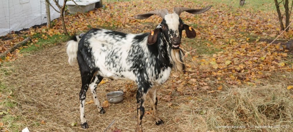 Lolek kozioł 50% an