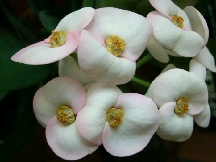 Молочай Міля великоквітковий