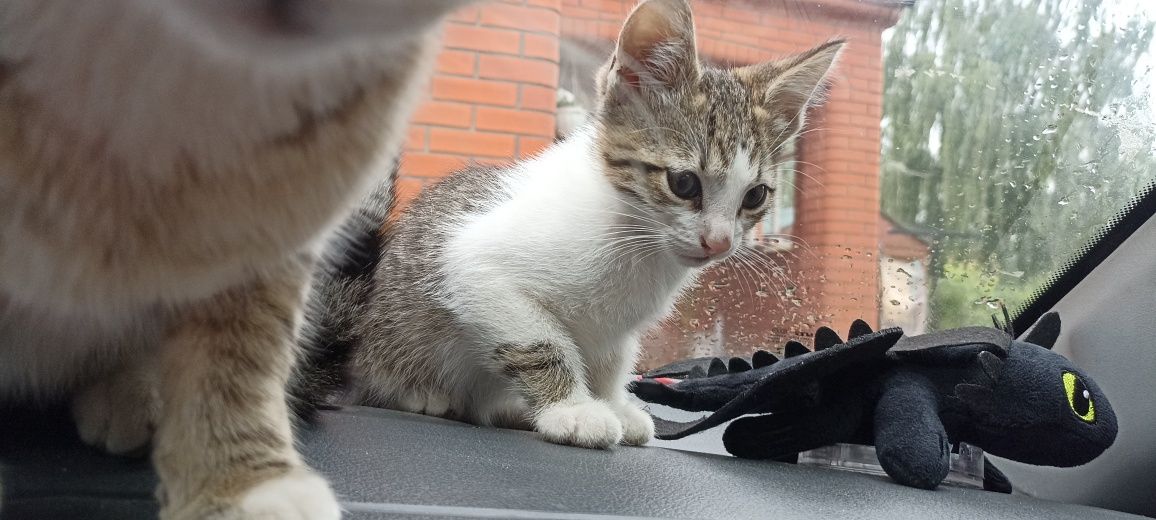 Безкоштовно котик три місяці