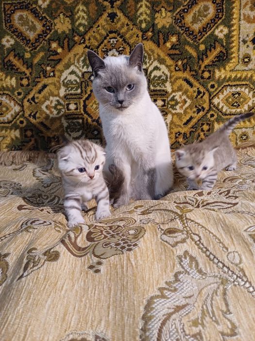 Шотландські кошенята