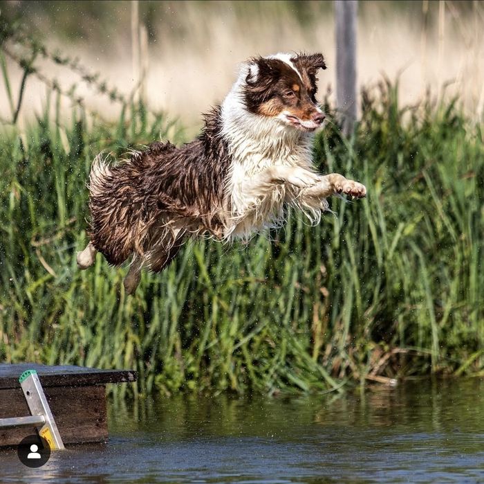 Owczarek australijski merle suczka ZKwP FCI