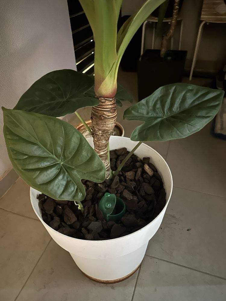 Plantas verdadeiras grandes
