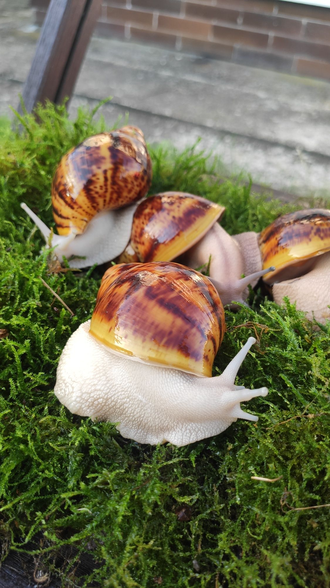 ślimaki afrykańskie Archahatina Marginata Ovum