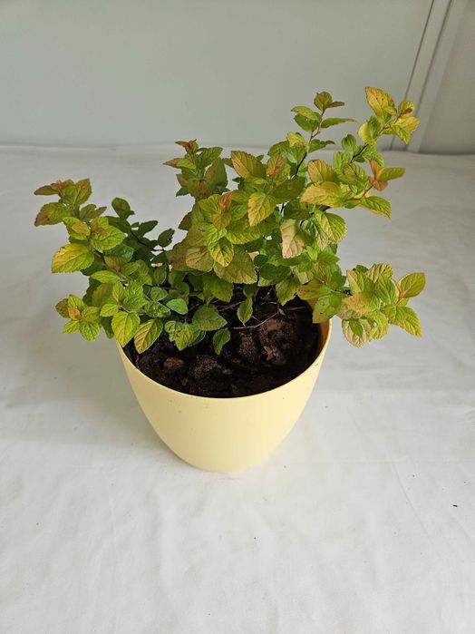 Tawuła japońska Golden Prince 30cm C2 – ozdobny krzew + nawóz gratis