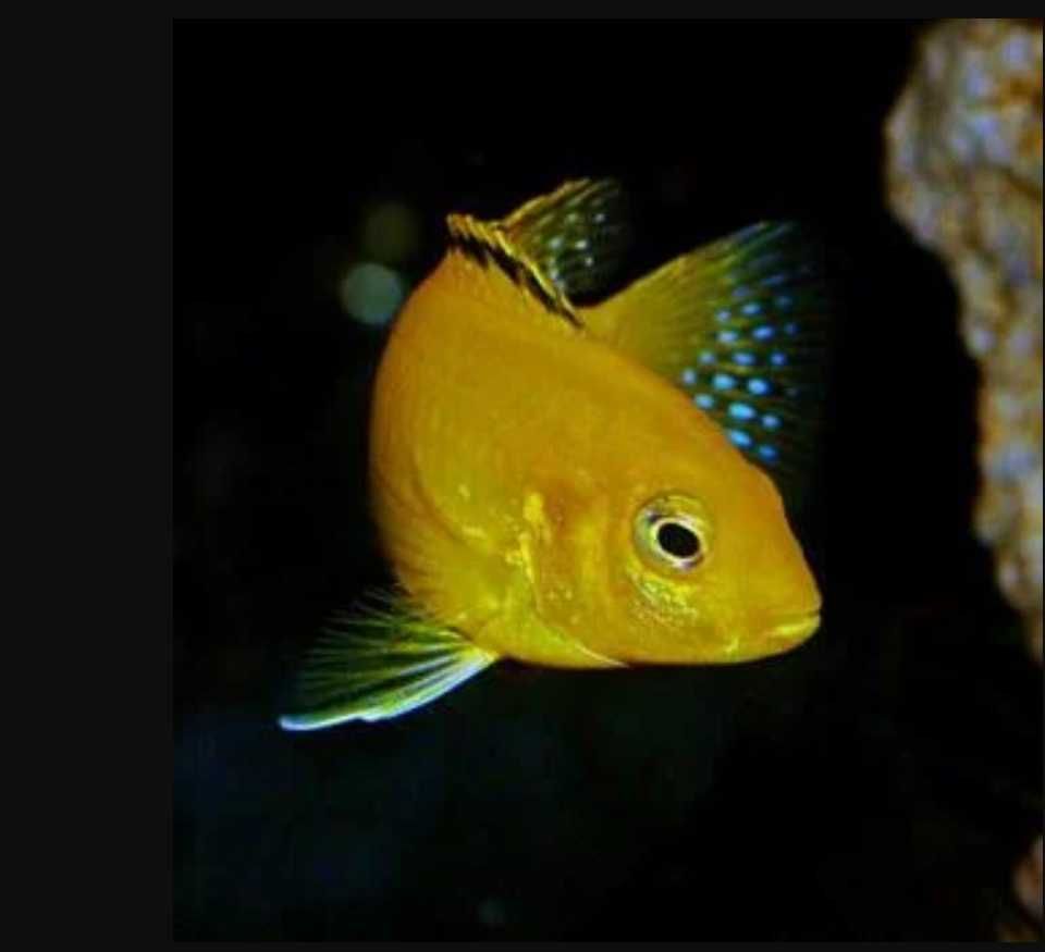 Labidochromis caeruleus yellow - dowóz, wysyłka