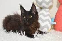 Kocurek Czarny Maine Coon /Gotowy Do Odbioru
