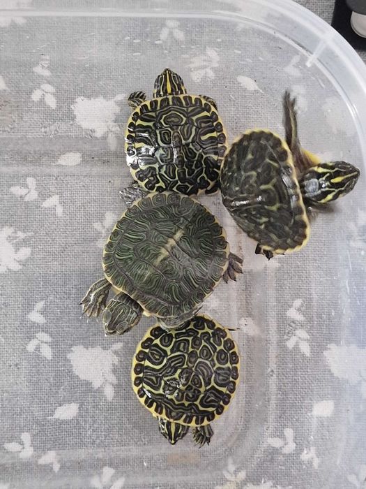 Tartarugas pequenas