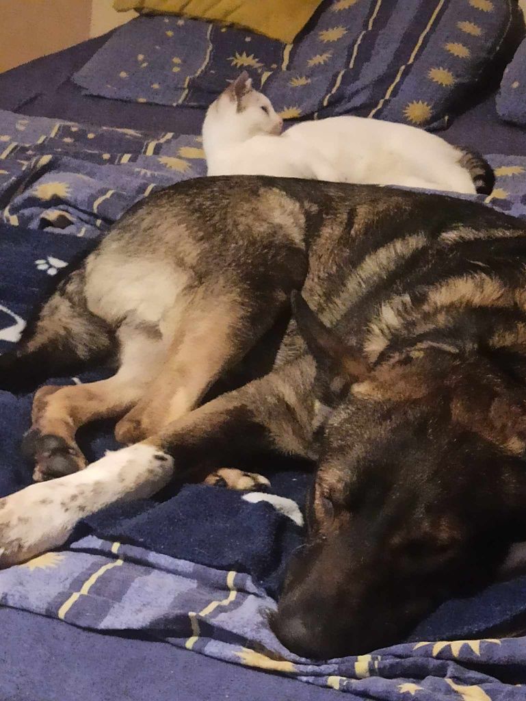 3-letnie psy w typie owczarka szukają wspólnego domu