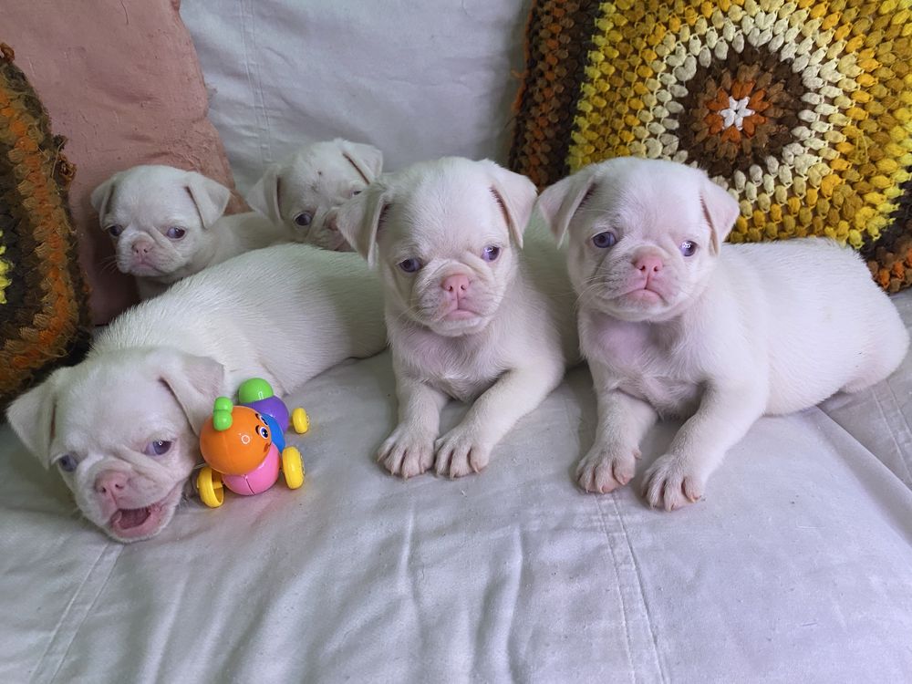 Lindo menino PUG PINK