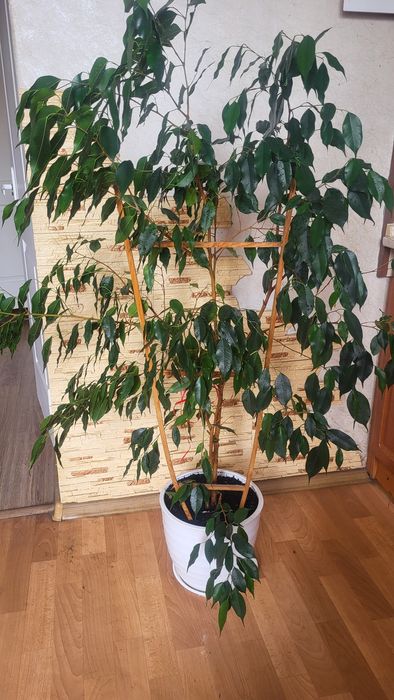 Фікус Бенджаміна