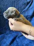 Ice Puma Nero FCI Cane Corso szczenie