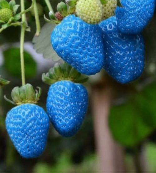 Sementes de Morango Azurina