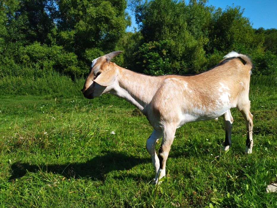 Продам цапка англонубійця.кози.козенята
