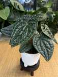 Anthurium Luxurians