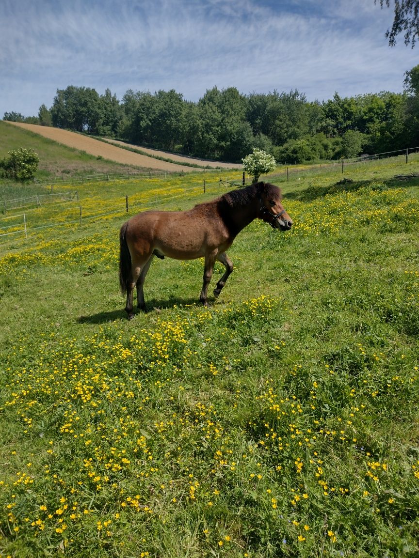 Sprzedam ogierka hc roczny