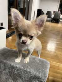 Chihuahua piękny długowłosy Lucek niebieskie oczka REZERWACJA
