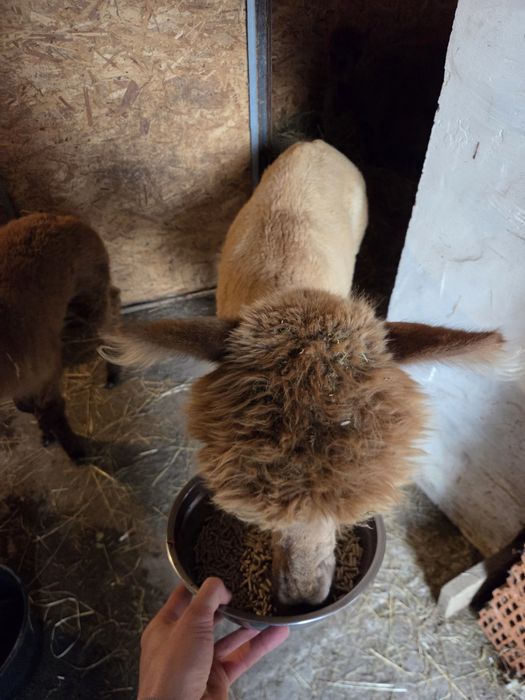 Alpaki Samice I Samczyk