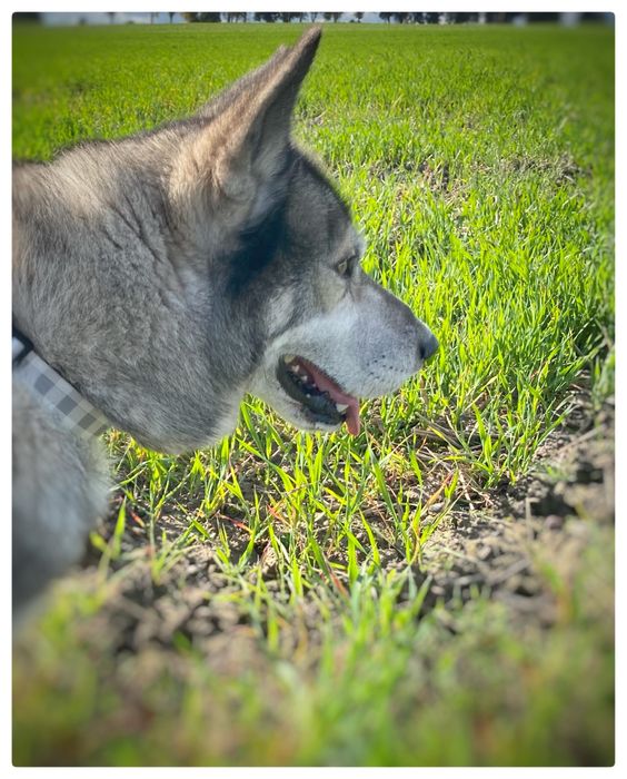 Husky - Lumen - pies do adipcji