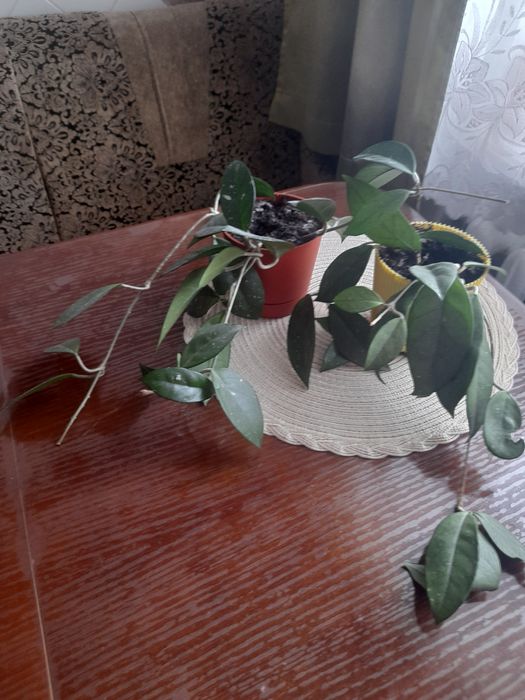 Хойя,хоєчка! Продам