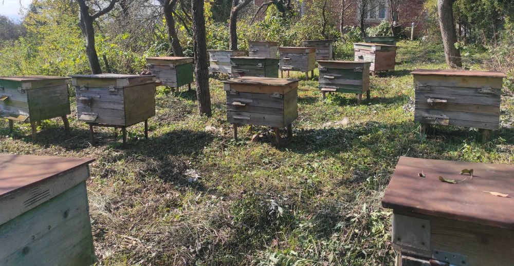 Вулики для бджіл