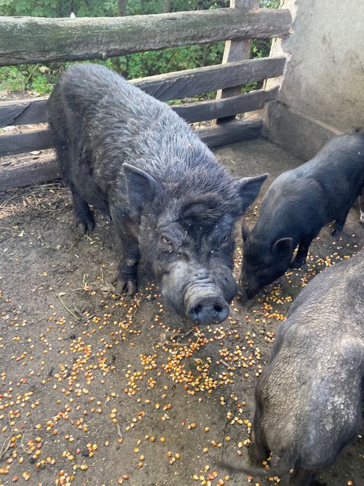 В’єтнамський кнурь