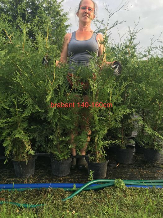 Tuja brabant do 160cm w donicy