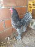 Galo raca brahama