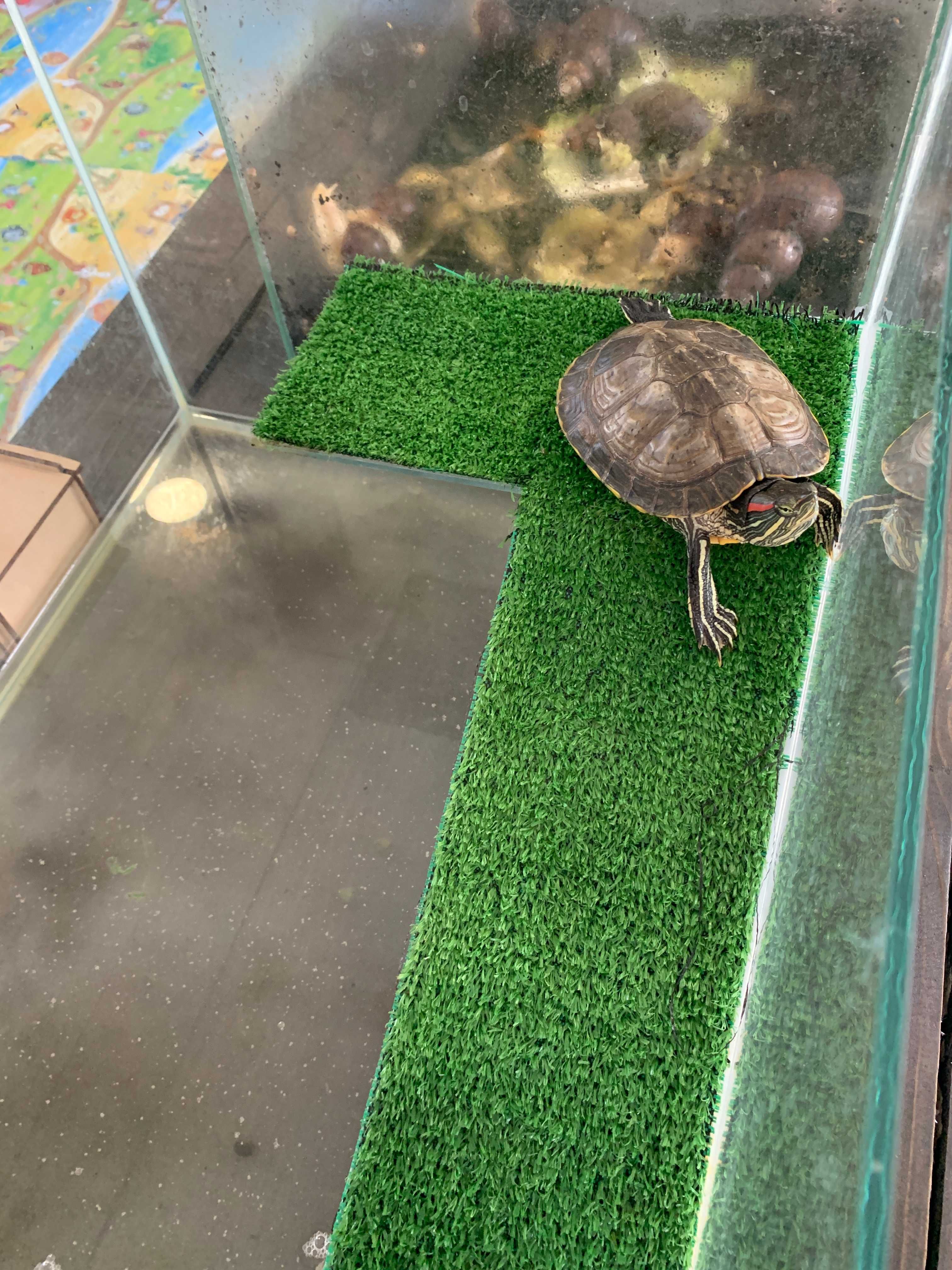 Черепаха червоноуха з акваріумом