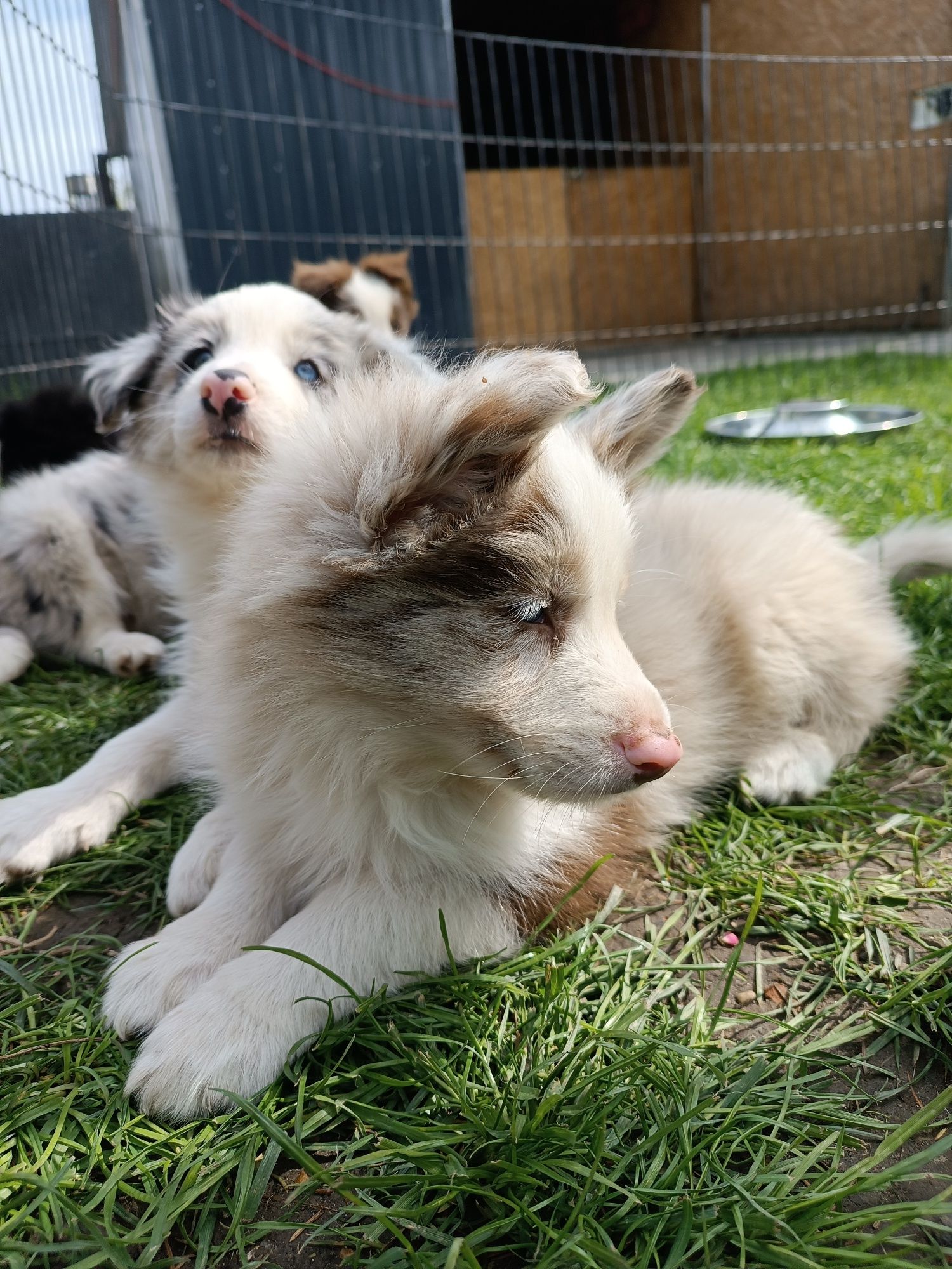 Border Collie Red Merle