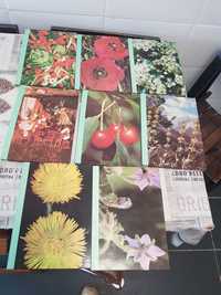 Colecção as plantas nossas amigas 8 livros