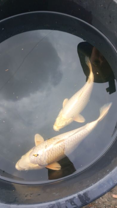 Коропи кої карп коі