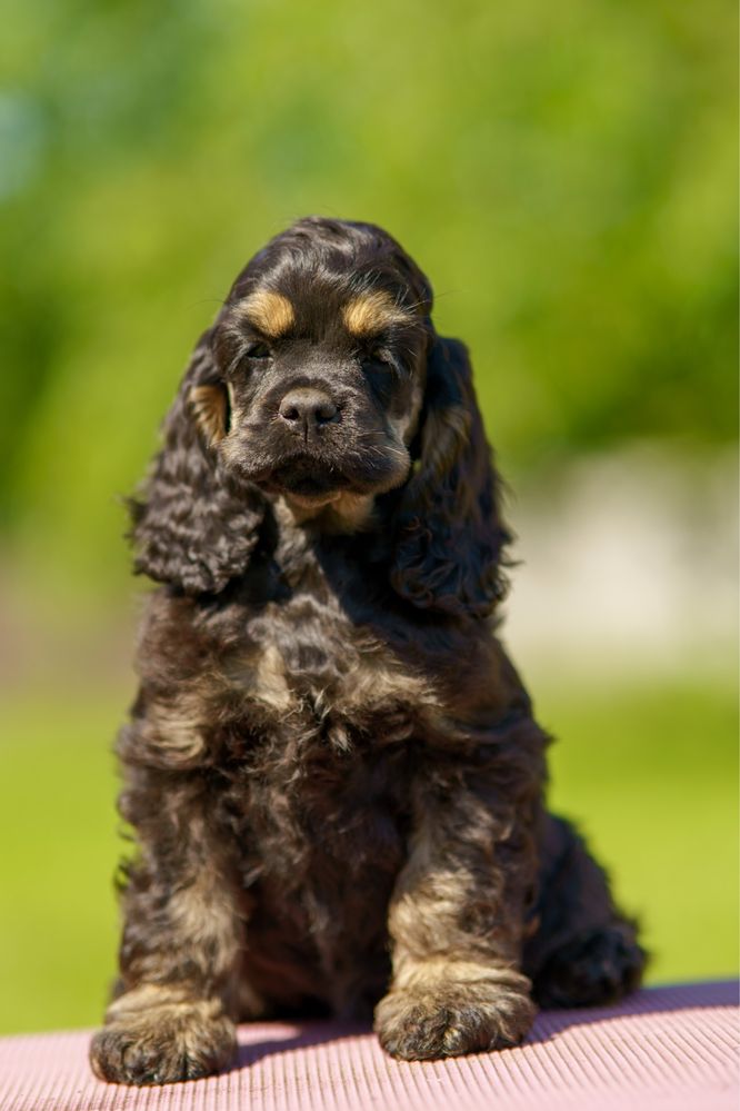 Gotowe do odbioru szczeniaki cocker spaniel Imperialsetter FCI ZKWP