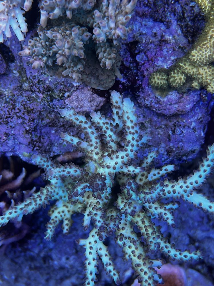 Koralowiec morski Acropora sp.