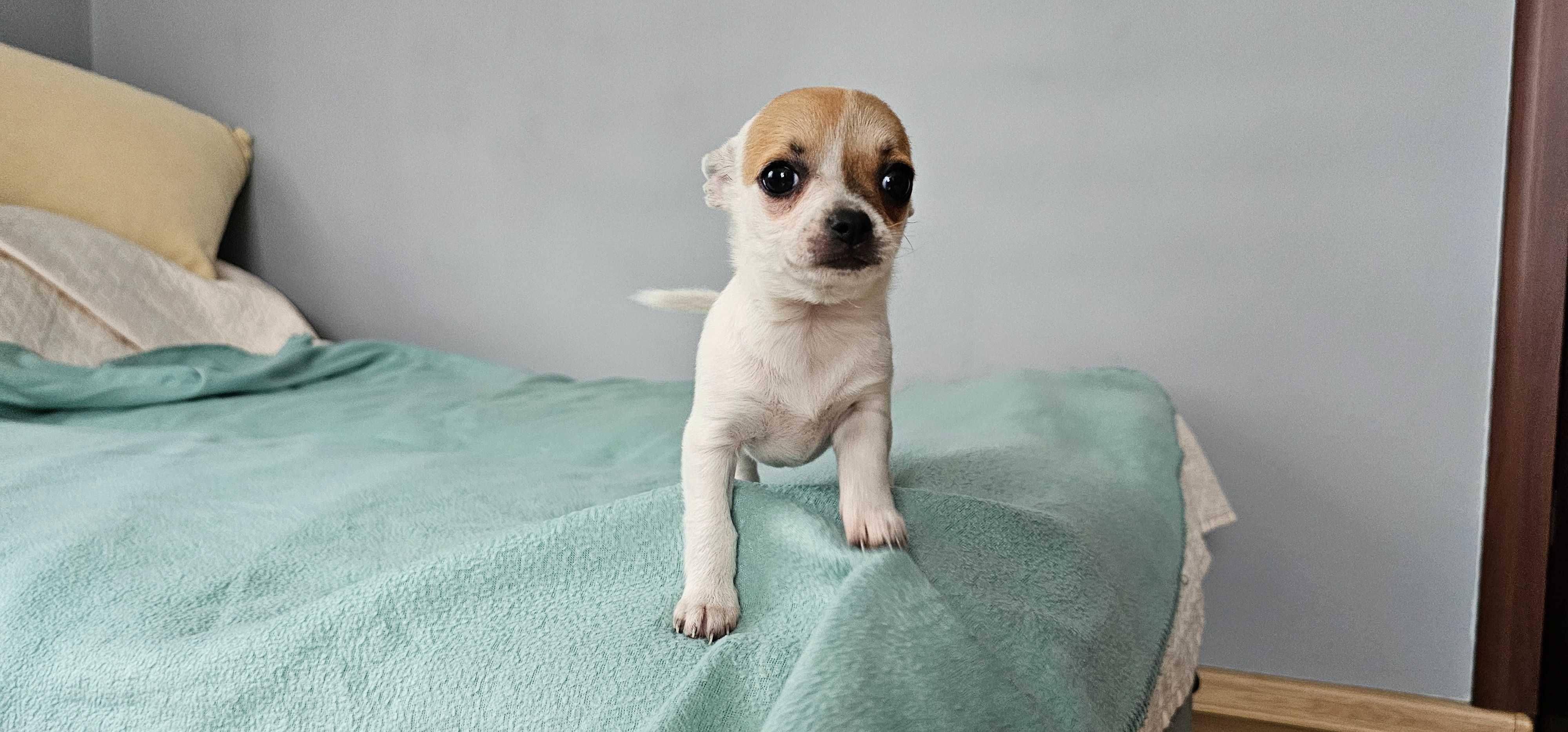 Suczka chihuahua