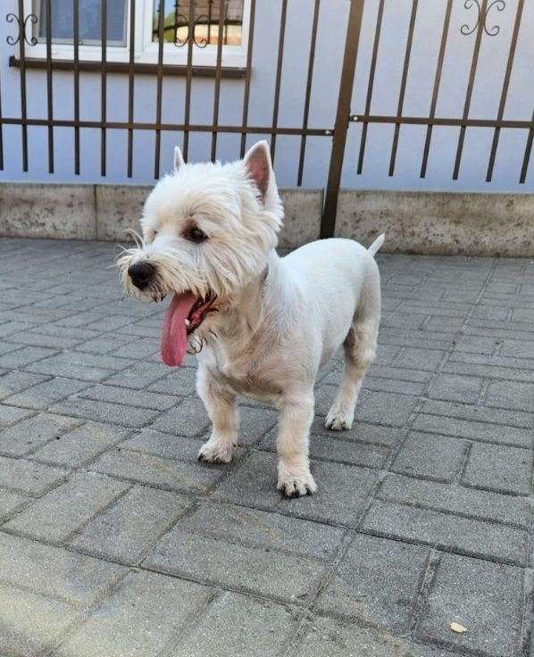 West Highland white terrier - reproduktor