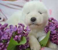 cudowne szczeniaki samoyed